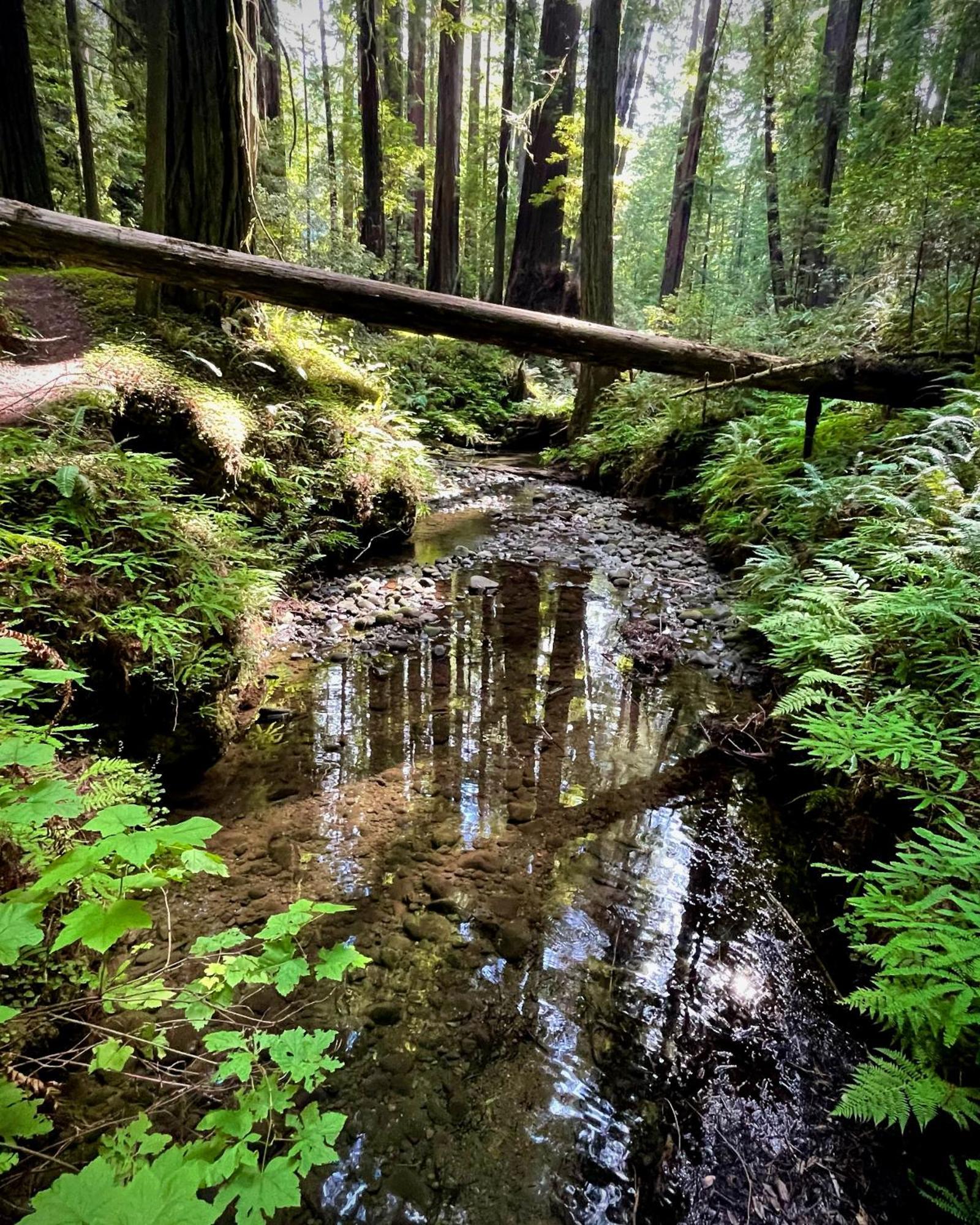 Avenue Of The Giants Caraway Cottage Miranda Buitenkant foto