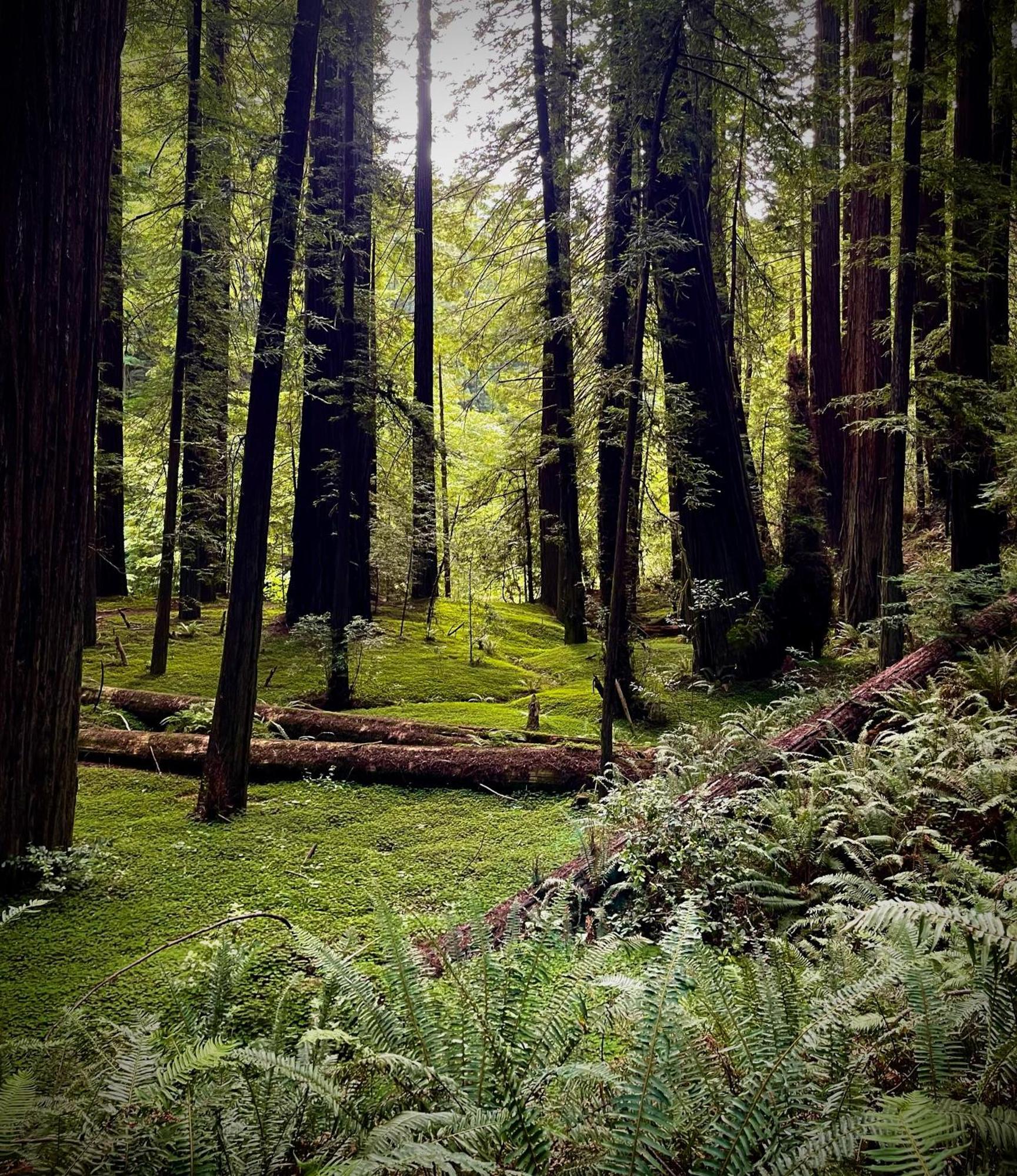 Avenue Of The Giants Caraway Cottage Miranda Buitenkant foto