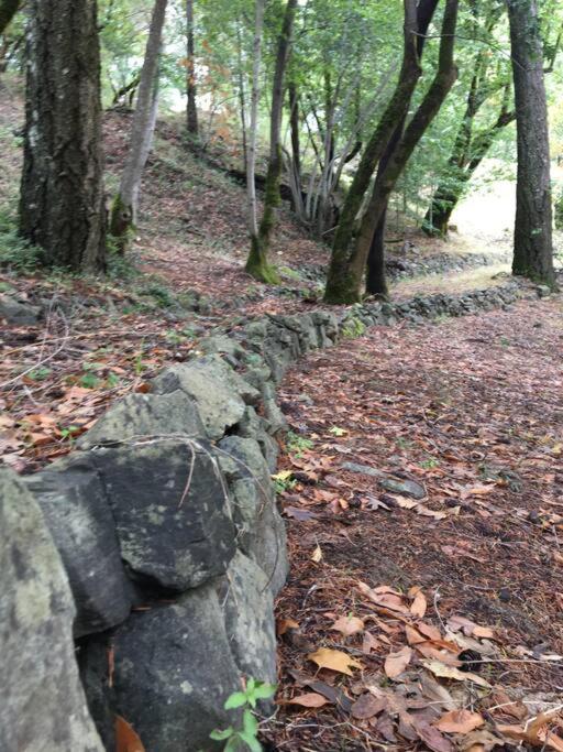 Avenue Of The Giants Caraway Cottage Miranda Buitenkant foto